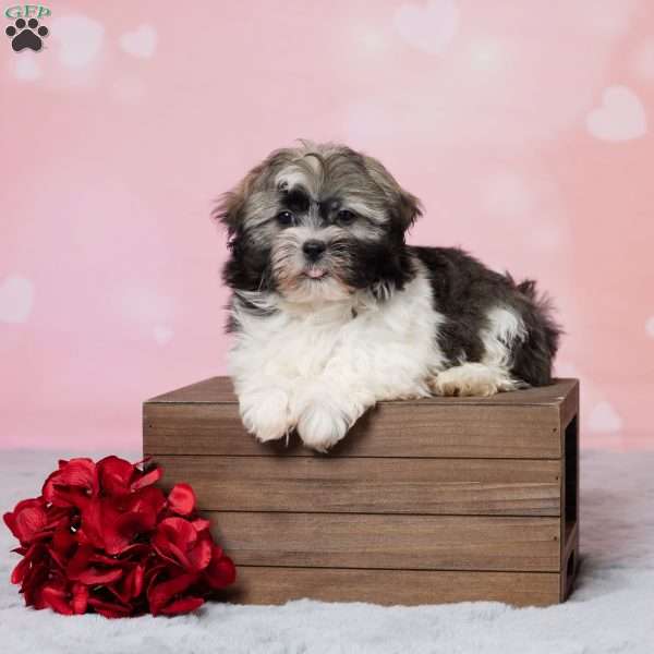 Ruff, Havanese Puppy